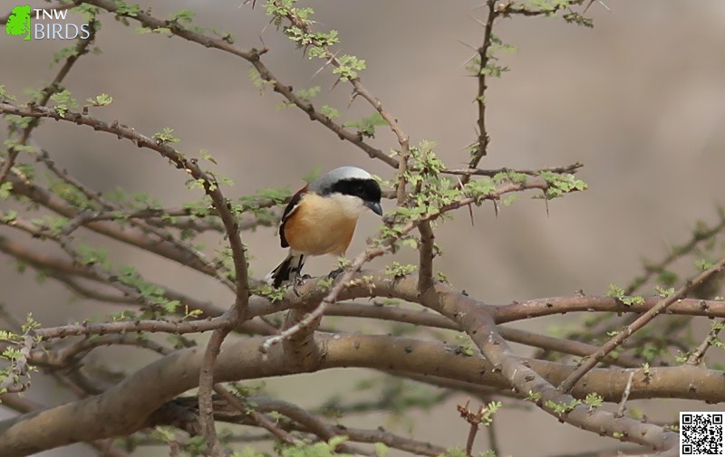 Bay-backed Shrike